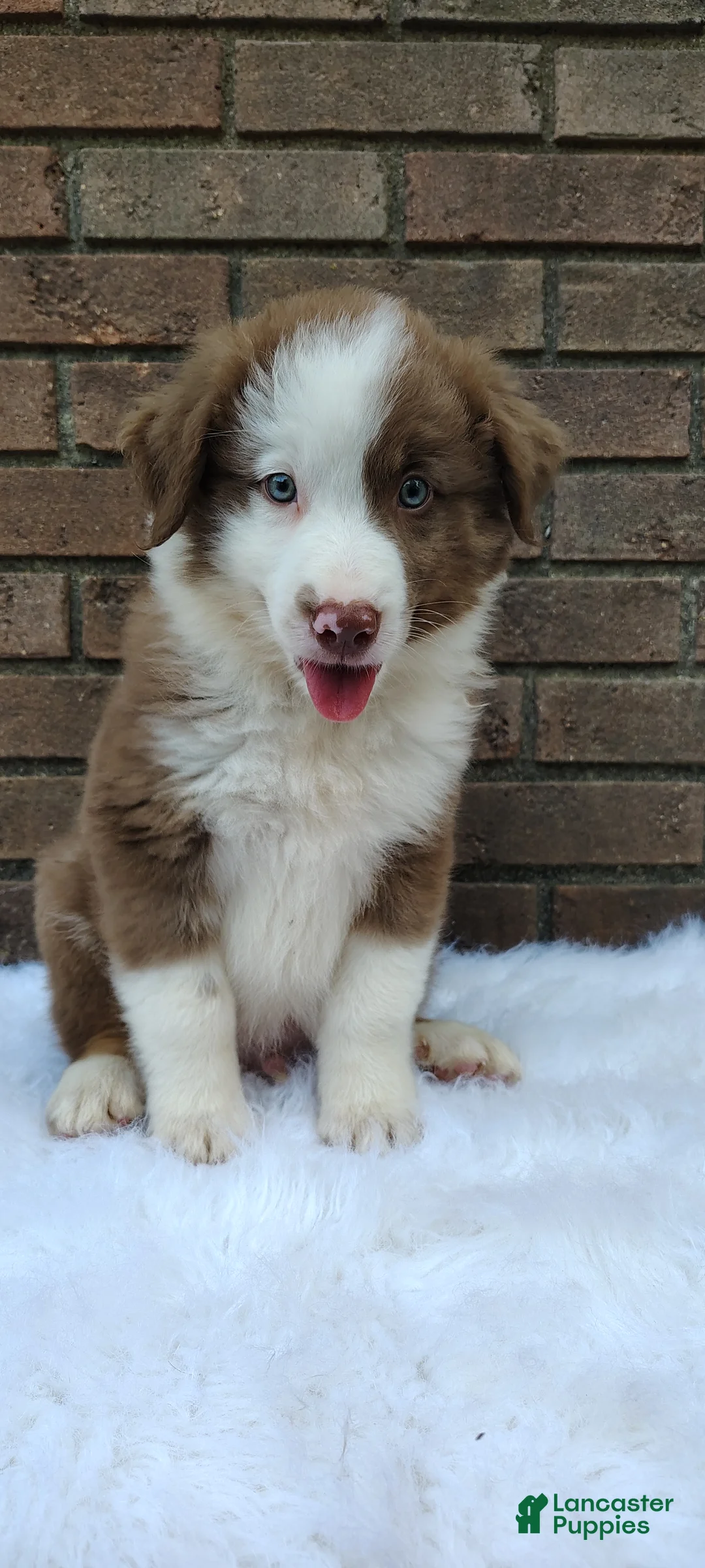 Australian Shepherd dogs for sale: Buddy - Ad 2