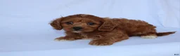 Cavapoo dogs for sale: Marcy - Ad 7