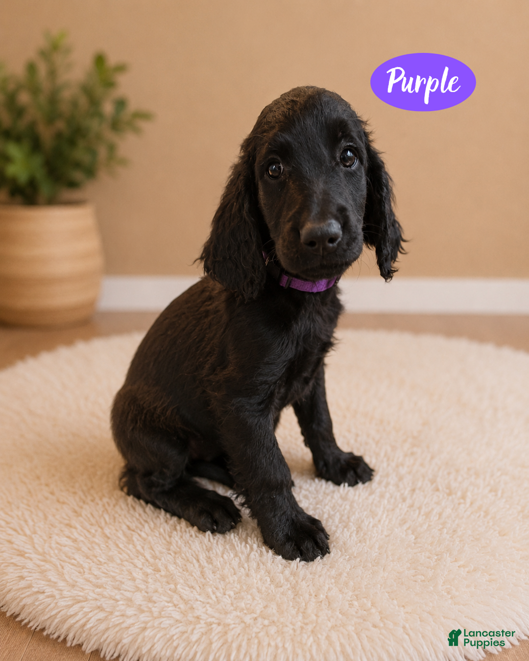 Goldendoodle dogs Purple - Ad 15