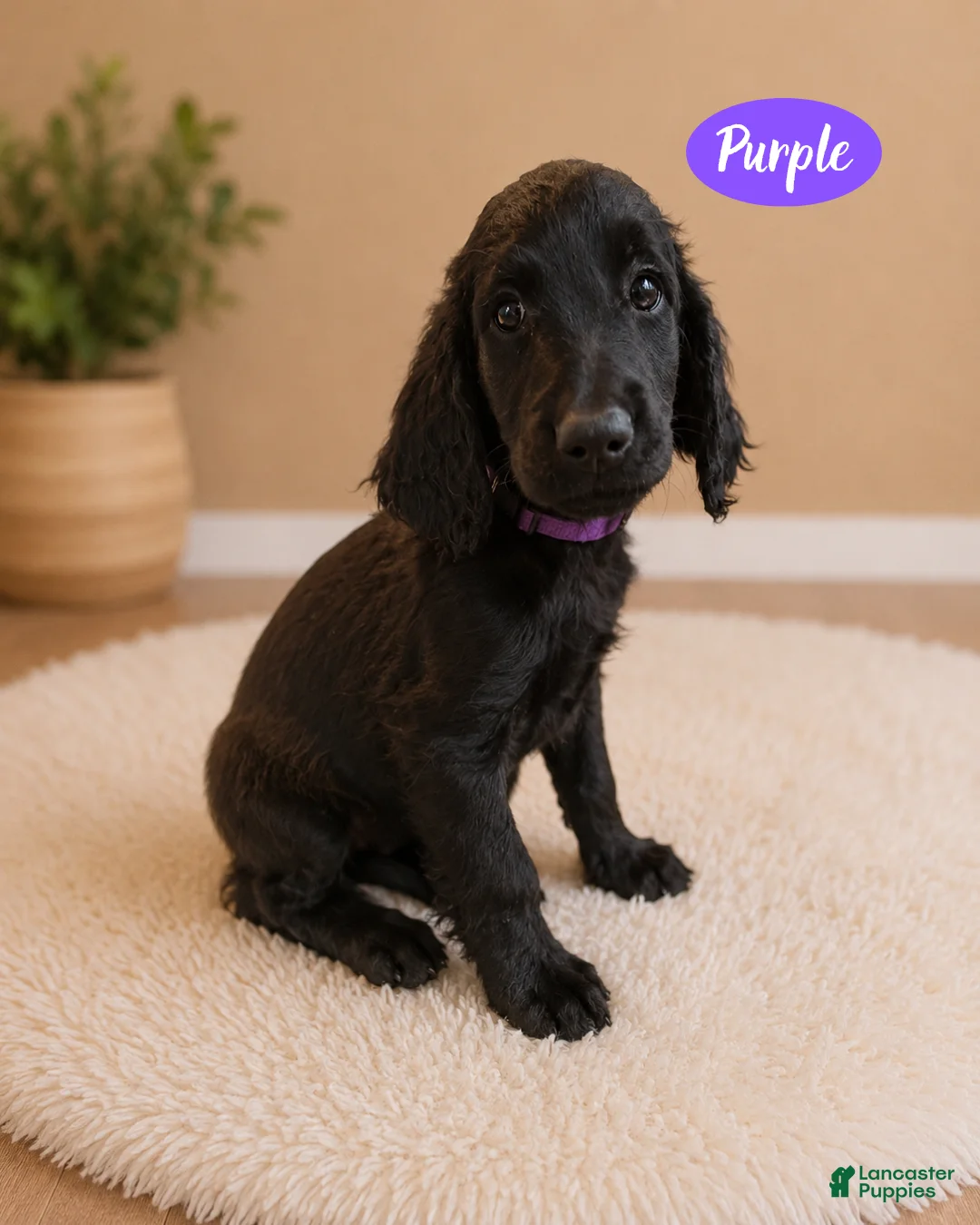 Goldendoodle dogs for sale: Purple - Ad 1