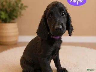 Goldendoodle dogs Purple - Ad 15