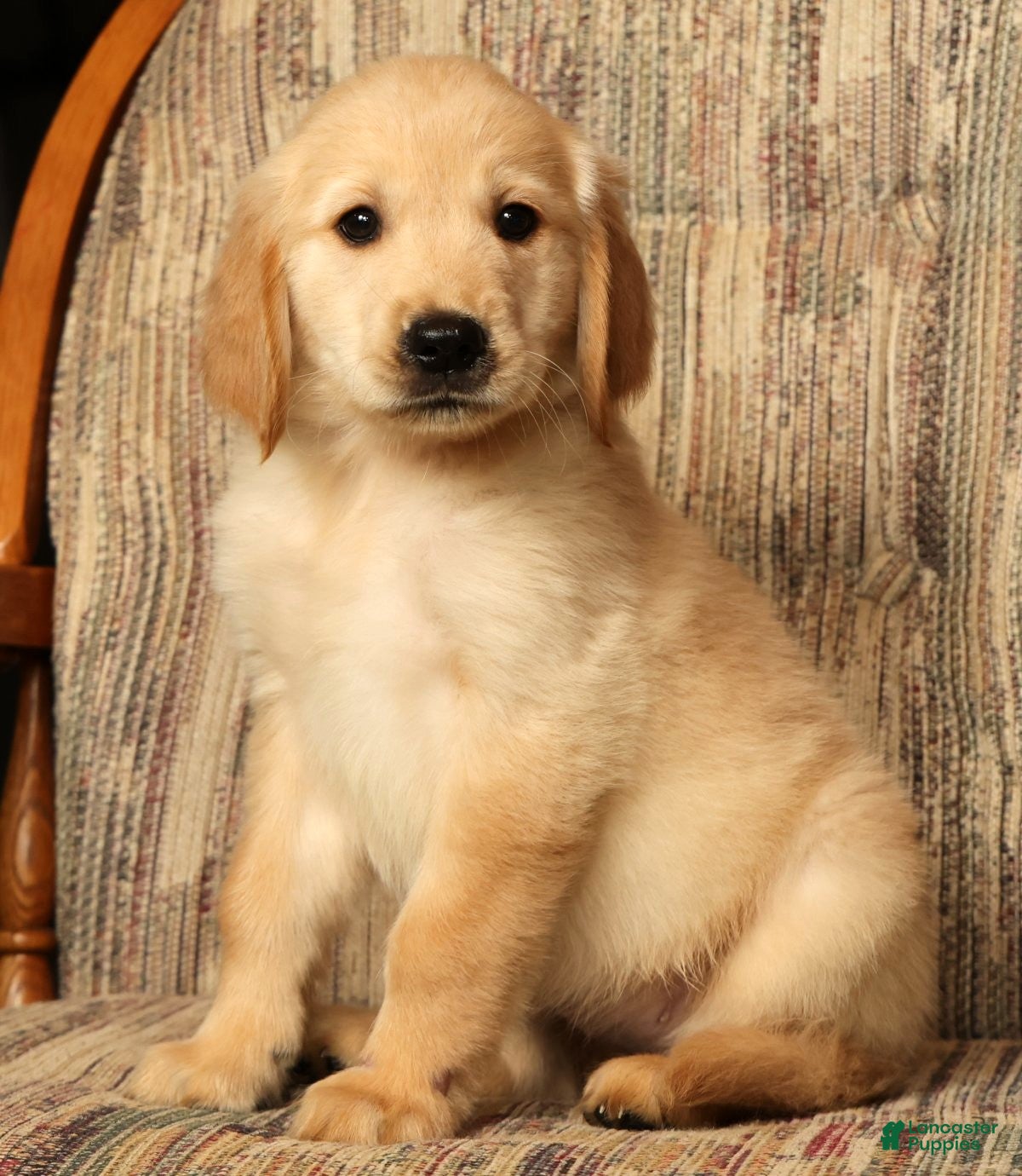 Golden Retriever dogs Mia - Ad 1