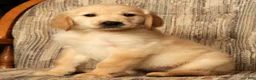 Golden Retriever dogs for sale: Mia - Ad 1