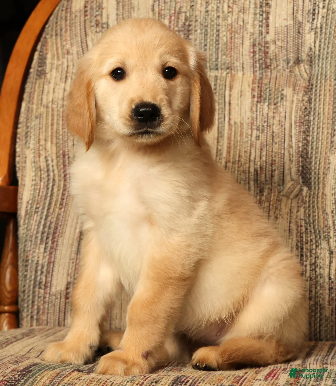 Golden Retriever dogs for sale: Mia - Ad 1