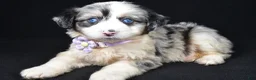 Mini Aussiedoodle dogs for sale: Wulu - Ad 9