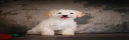 Maltipoo dogs for sale: Theodore - Ad 4