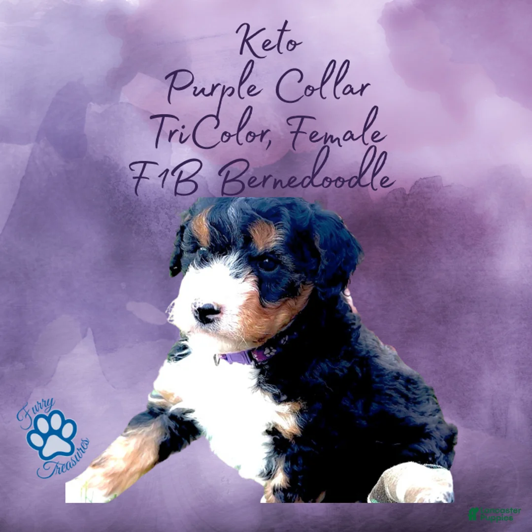 Mini Bernedoodle dogs for sale: Kian “Blue Collar” Male - Ad 29