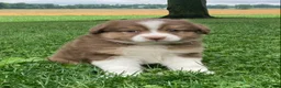 Australian Shepherd dogs for sale: Bella - Ad 6