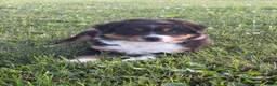 Australian Shepherd dogs for sale: Marshal  - Ad 3