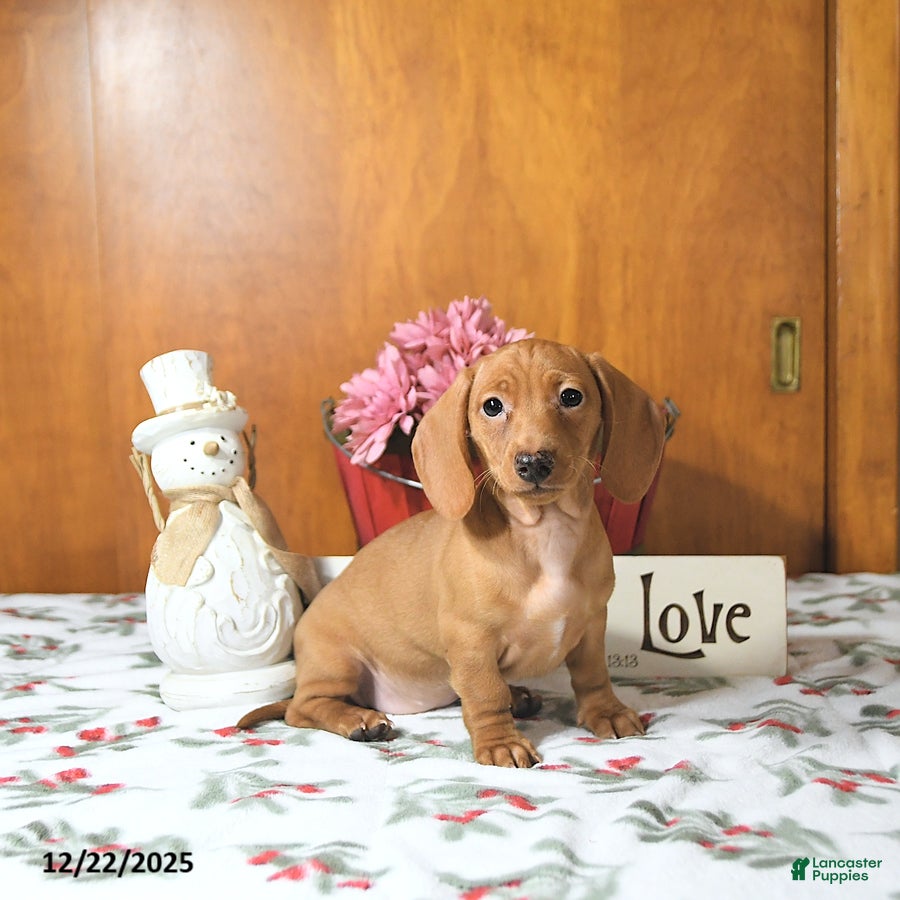 Miniature Dachshund dogs Ranae - Ad 5