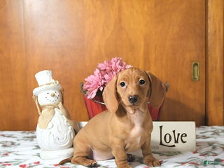 Miniature Dachshund dogs Ranae - Ad 5