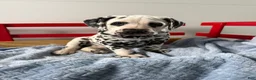 Dalmatian dogs for sale: Stanley - Ad 14
