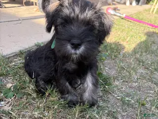Miniature Schnauzer dogs Miniature Schnauzer Puppy 1 - Ad 1