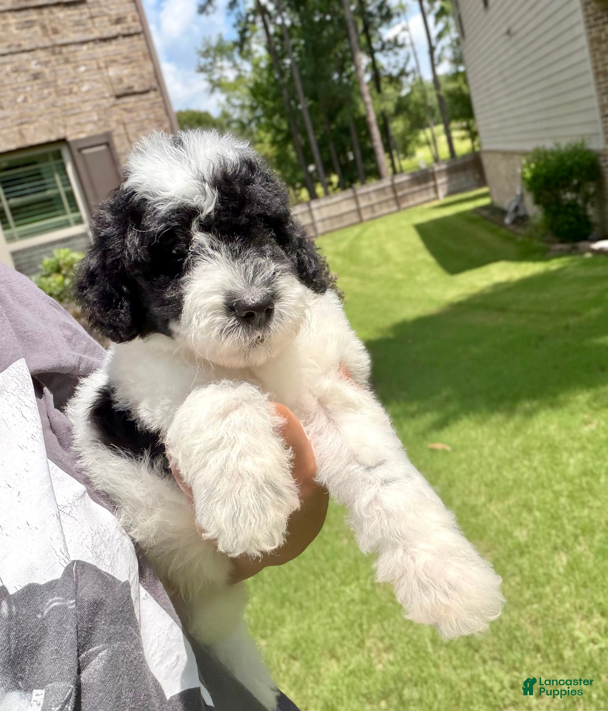 Mixed Breed dogs 🚀 Buzz - Ad 6