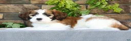 Saint Berdoodles dogs for sale: Rose - Ad 3