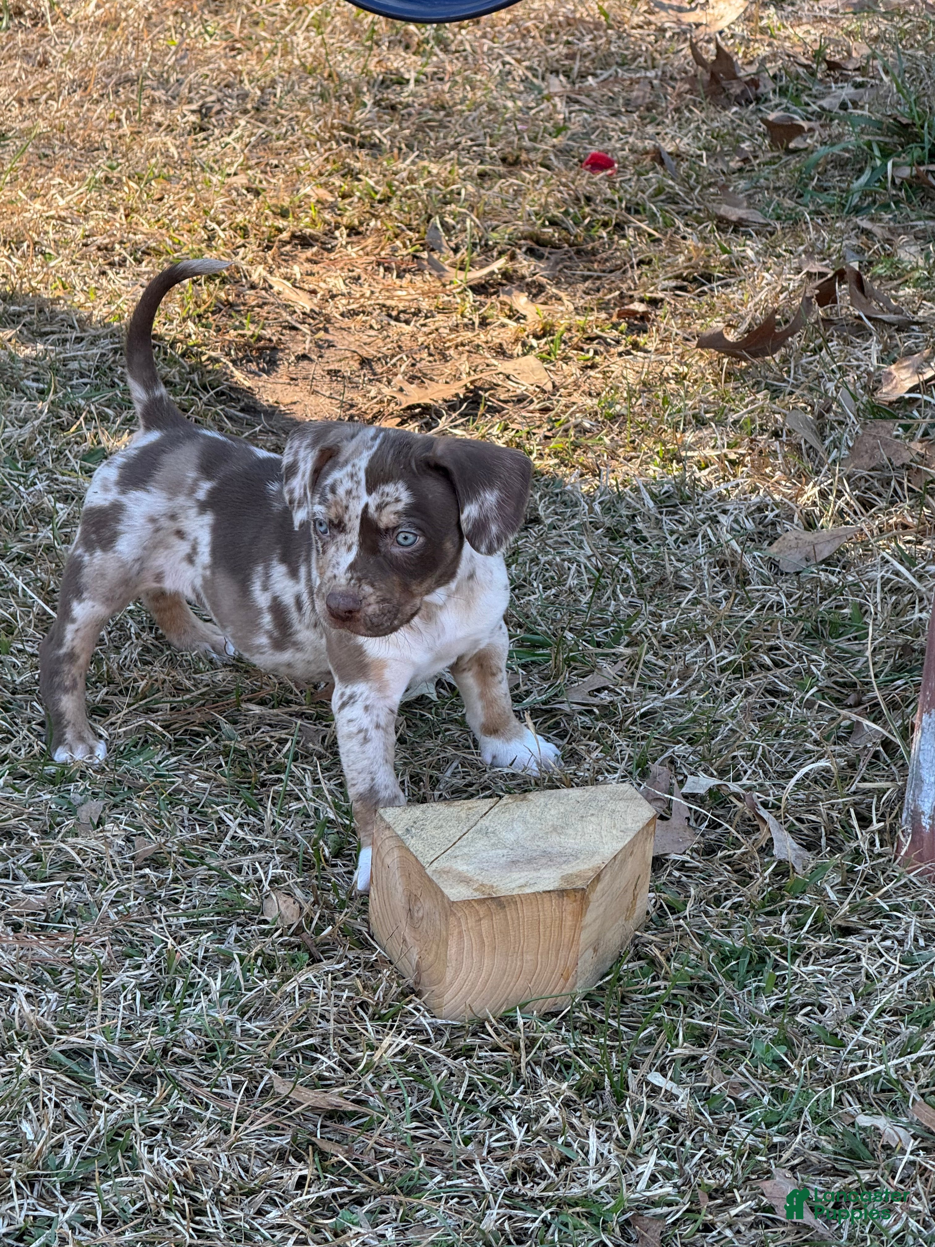 Catahoula Leopard Dog dogs Catahoula Leopard Dog Puppy 7 - Ad 1