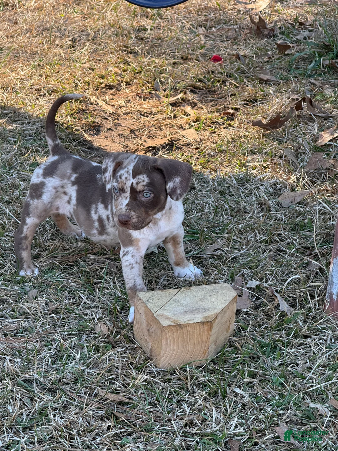 Catahoula Leopard Dog dogs for sale: Catahoula Leopard Dog Puppy 7 - Ad 2