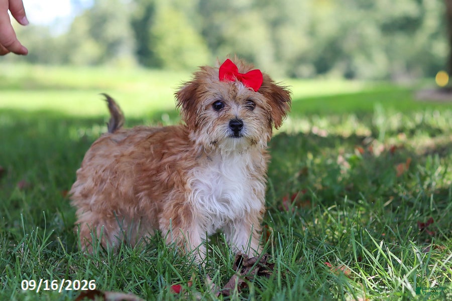 Yochon dogs Lucy - Ad 1