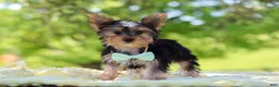 Yorkshire Terrier dogs for sale: Ollie - Ad 8