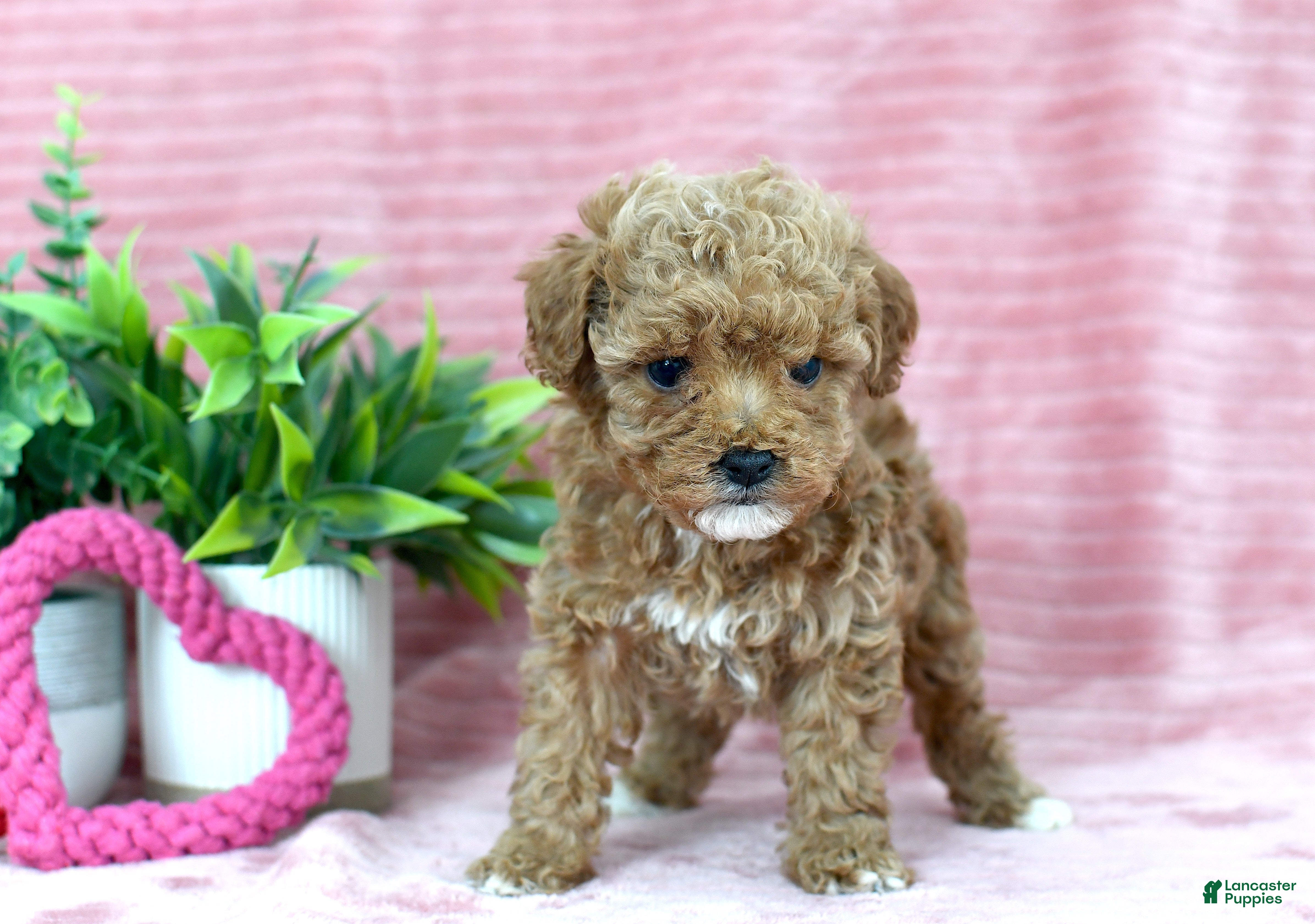 Toy Poodle dogs Cameron-CLEAR GENETIC TEST - Ad 2