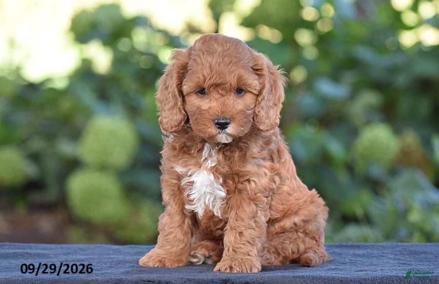 Cavapoo dogs Kyle - Ad 1