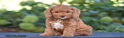 Cavapoo dogs for sale: Kyle - Ad 1