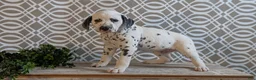 Dalmatian dogs for sale: Alex - Ad 11