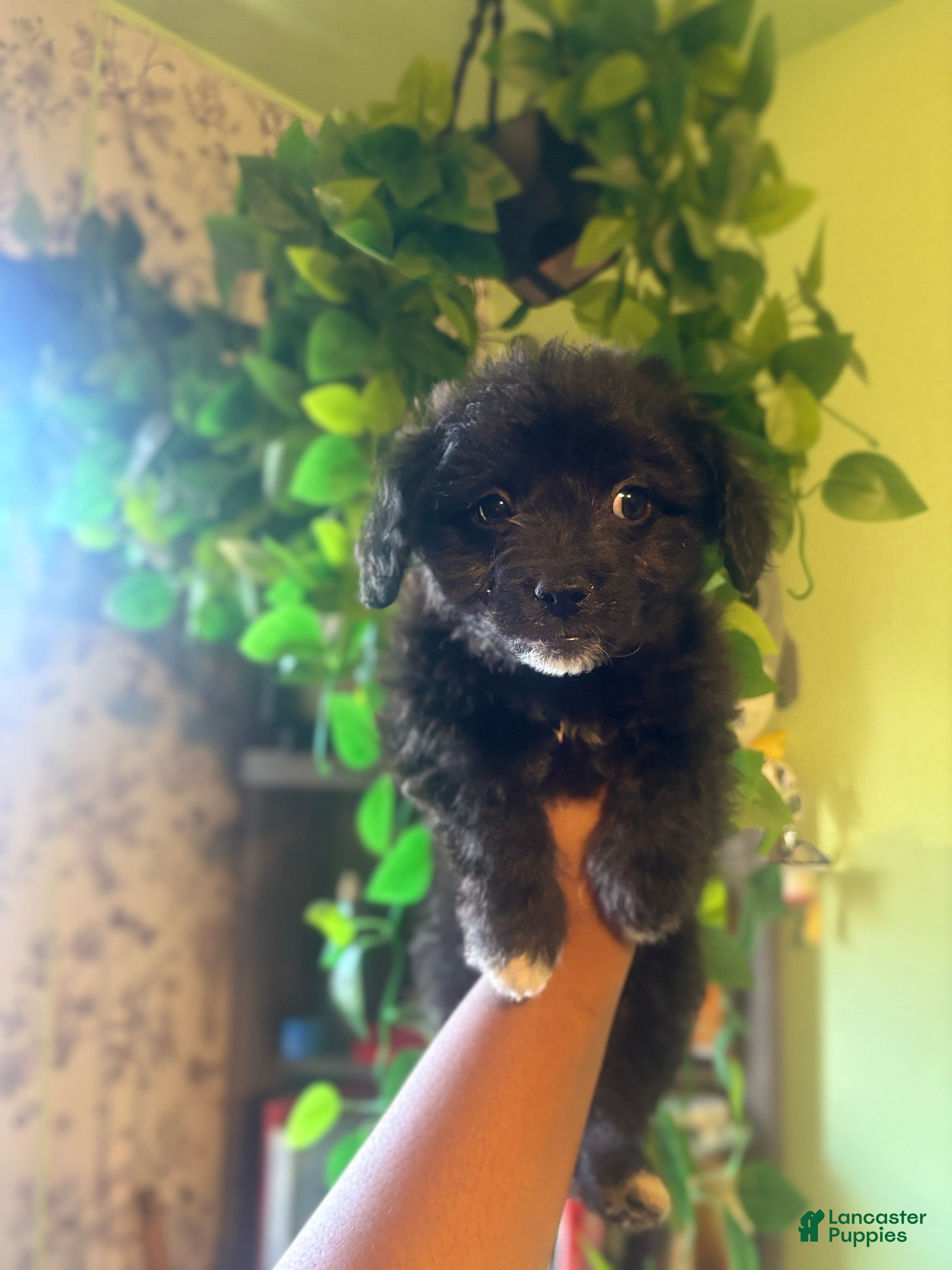 Maltipoo dogs Koda - Ad 2
