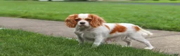 Cavapoo dogs for sale: Ranger - Ad 12
