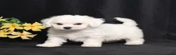 Bichon Frise dogs for sale: Lars - Ad 5