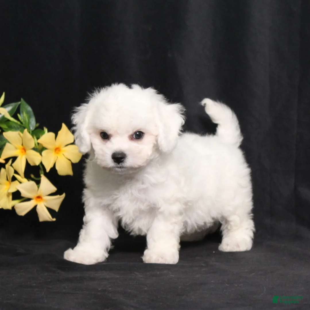 Bichon Frise dogs for sale: Lars - Ad 5