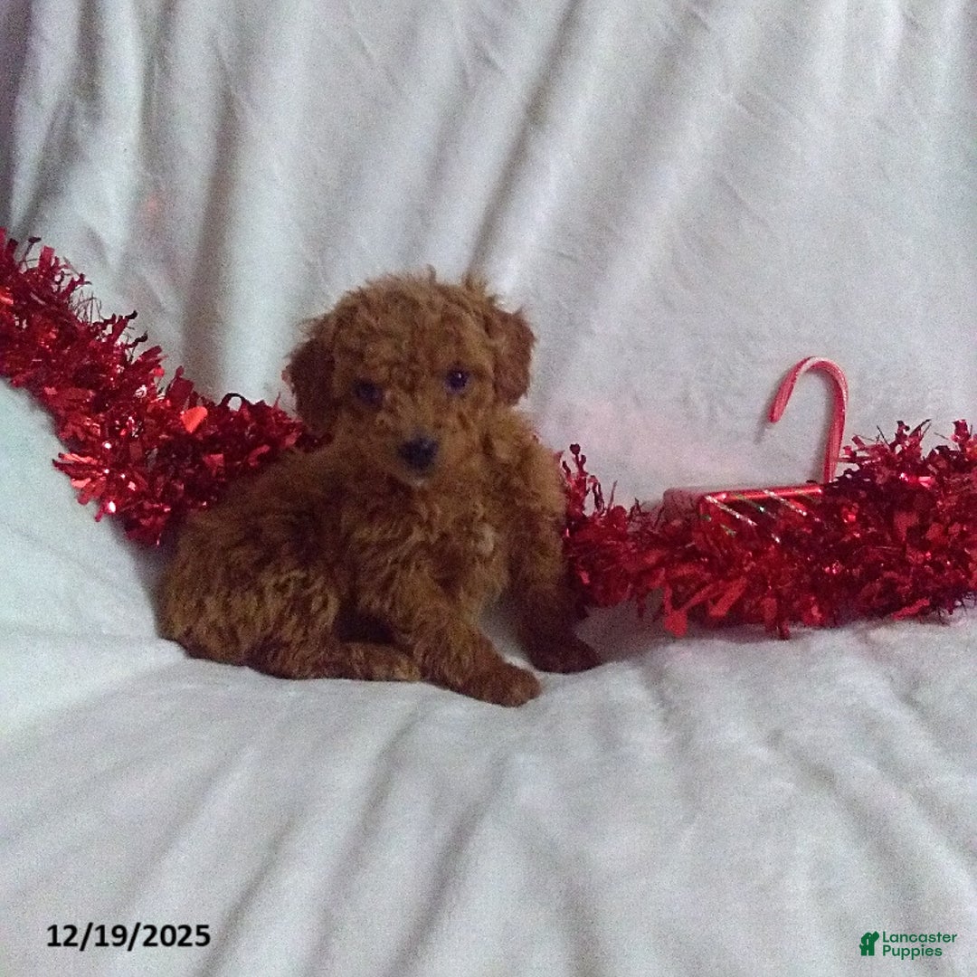 Mini Goldendoodle dogs for sale: Frosty - Ad 1