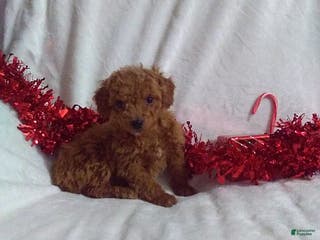 Mini Goldendoodle dogs Frosty - Ad 42
