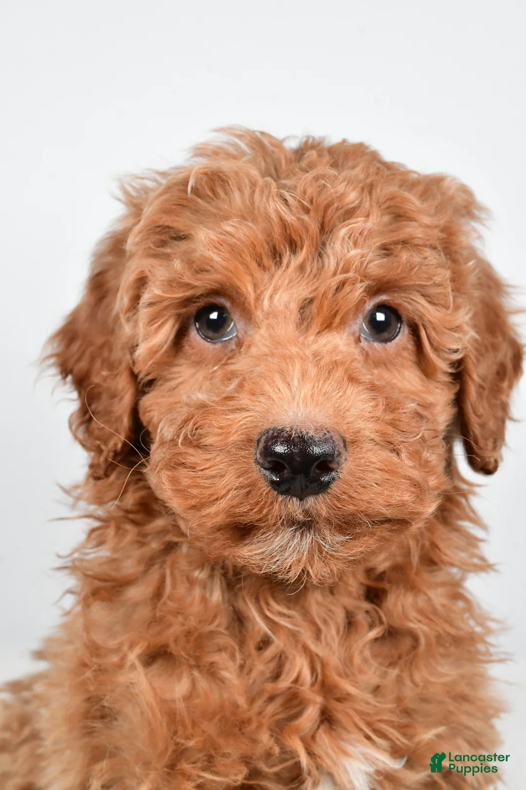 Mini Goldendoodle dogs for sale: Nemo - Ad 9