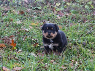 Mixed Breed dogs - Ad 3