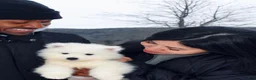 Samoyed dogs for sale: Nala - Ad 4