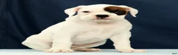 Boxer dogs for sale: Cookie - Ad 3