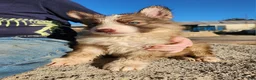 German Shepherd dogs for sale: German Shepherd 2 - Ad 4