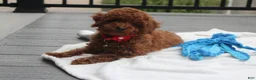 Toy Poodle dogs for sale: Toy PoodleKoda 1 - Ad 2