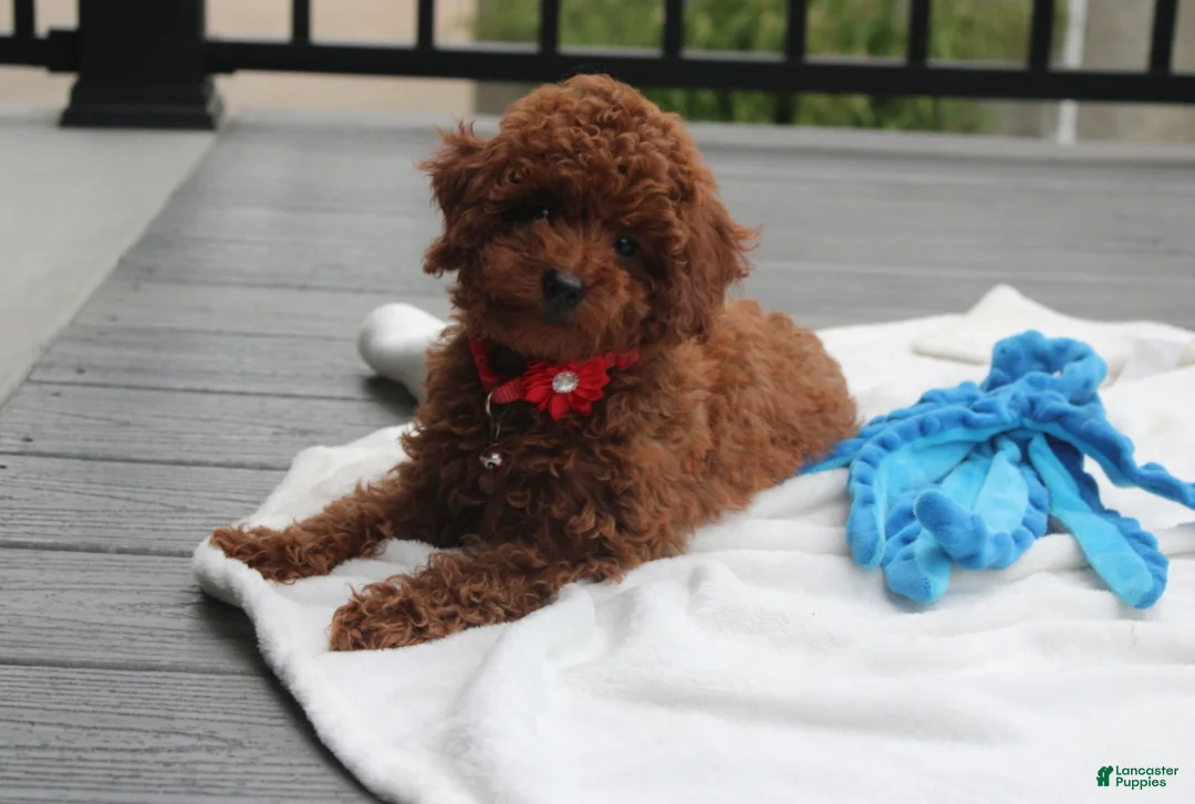 Toy Poodle dogs for sale: Toy PoodleKoda 1 - Ad 2