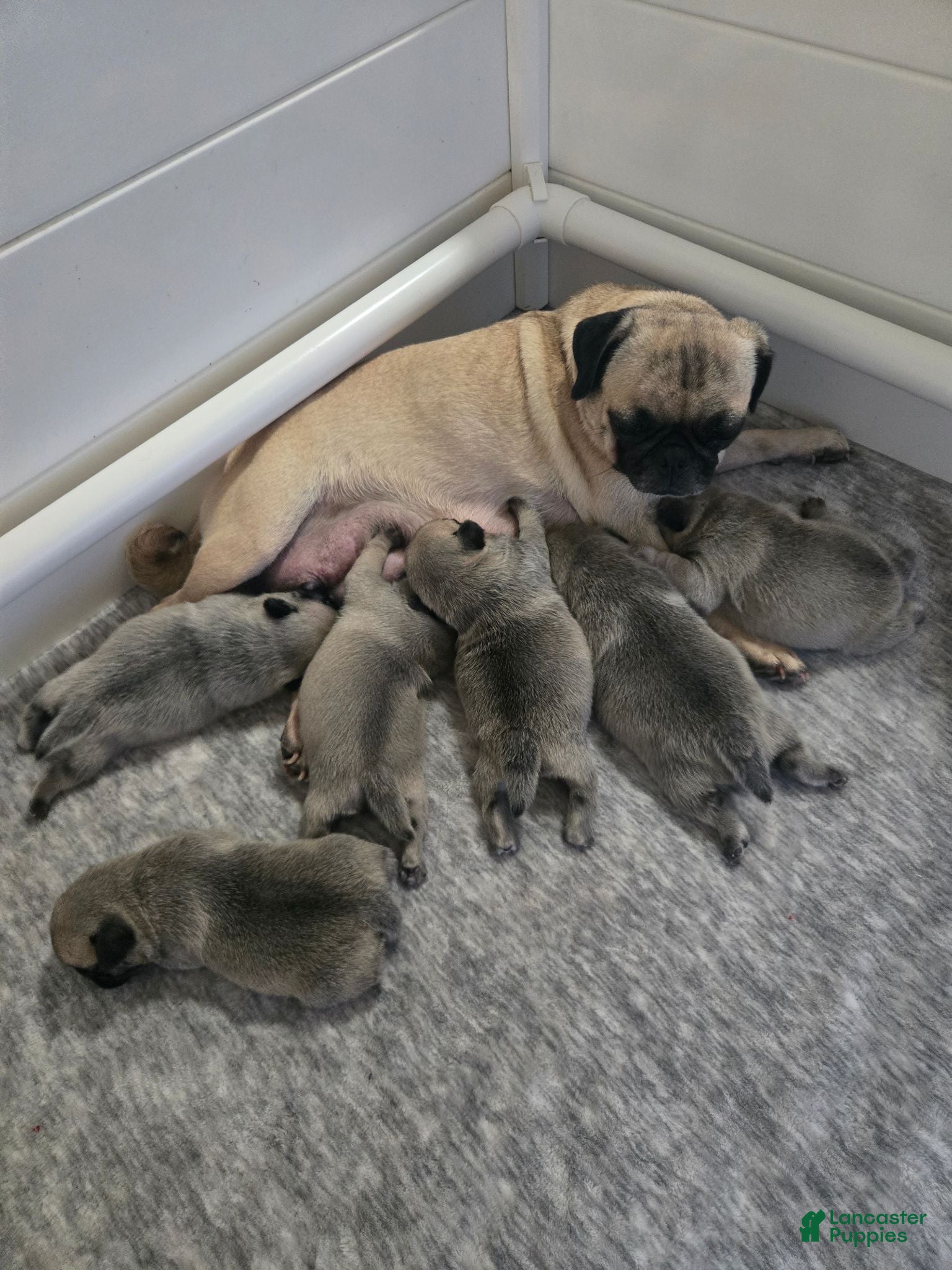 Pug dogs Pug Female 2 - Ad 2