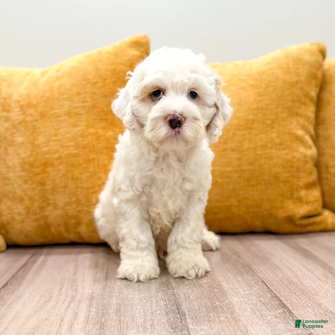 Cockapoo dogs for sale: Buddy - Ad 2