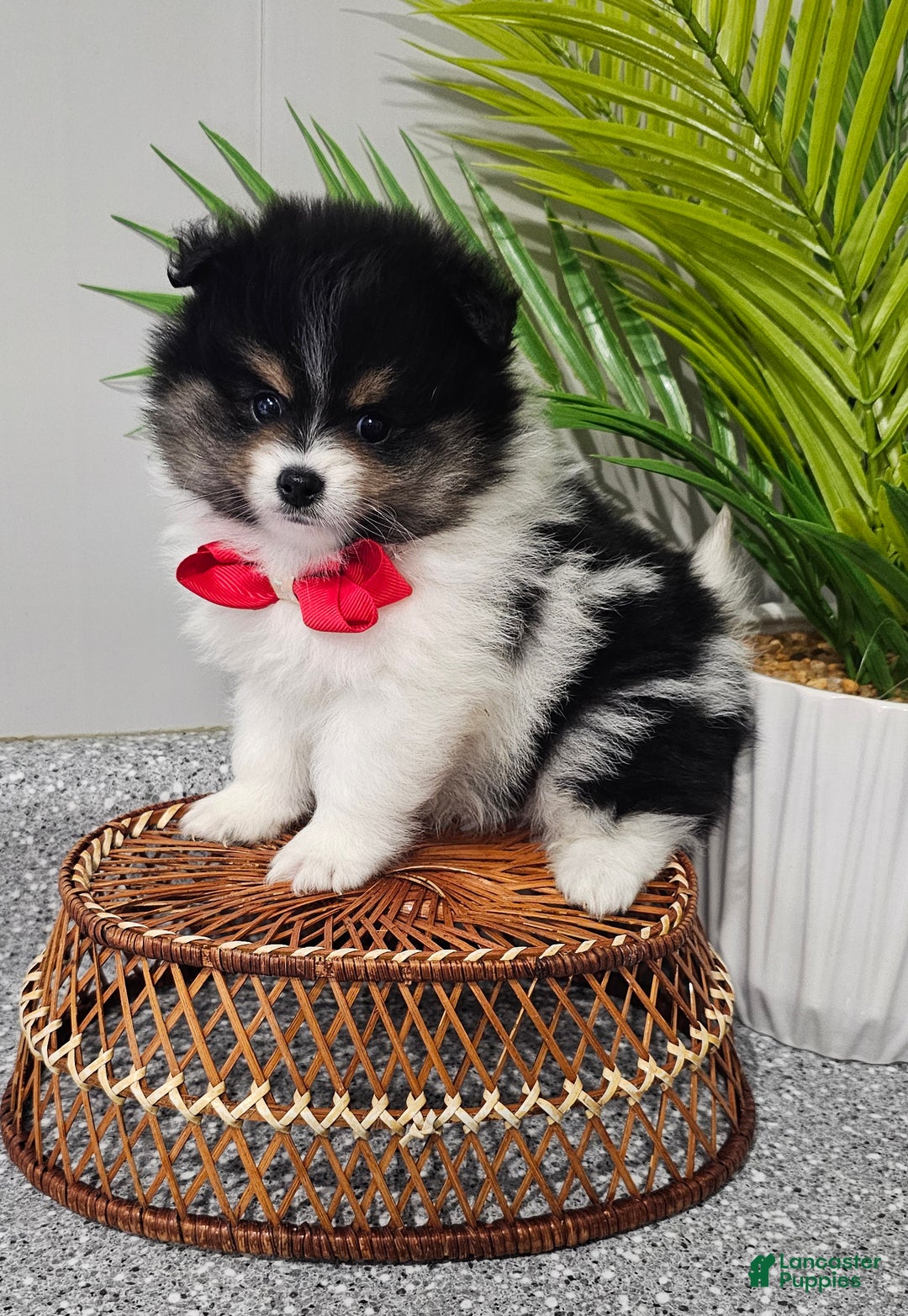 Pomeranian dogs for sale: Riggs - Ad 8