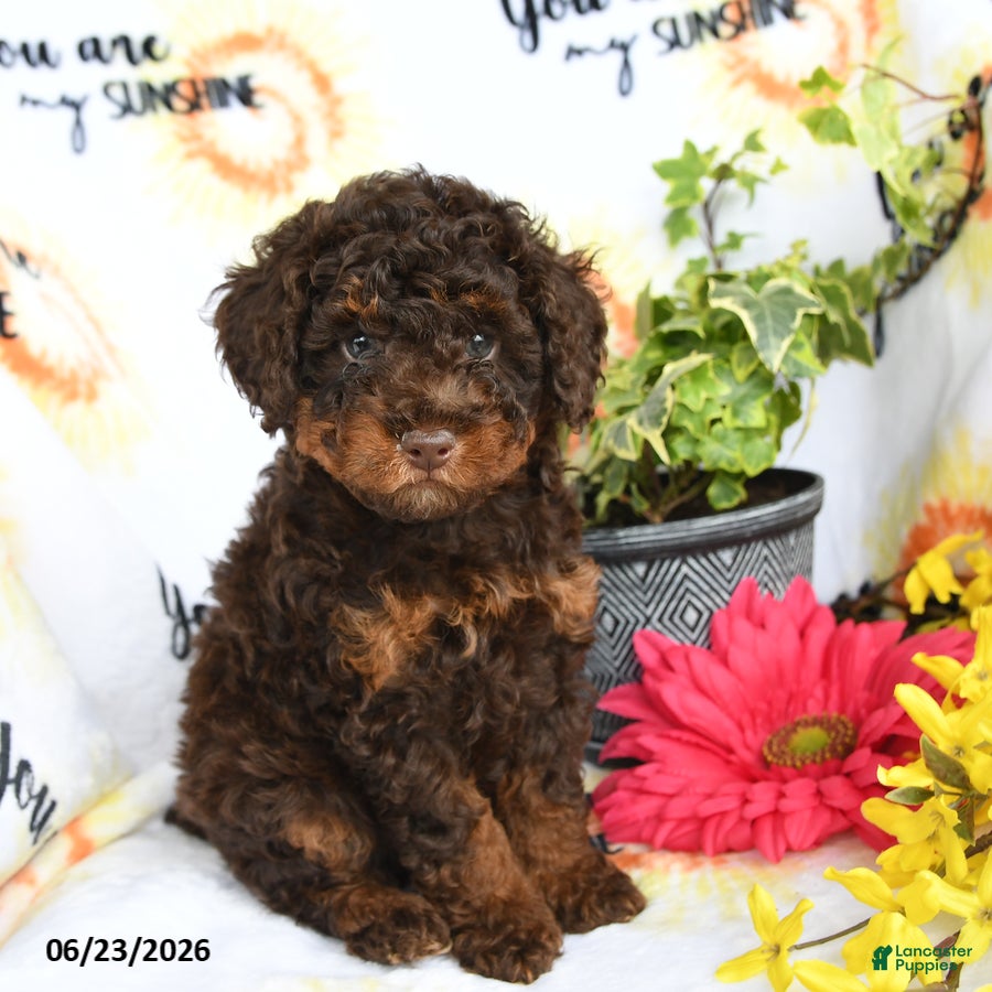 Toy Poodle dogs Hershey - Ad 1