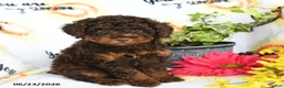 Toy Poodle dogs for sale: Hershey - Ad 1