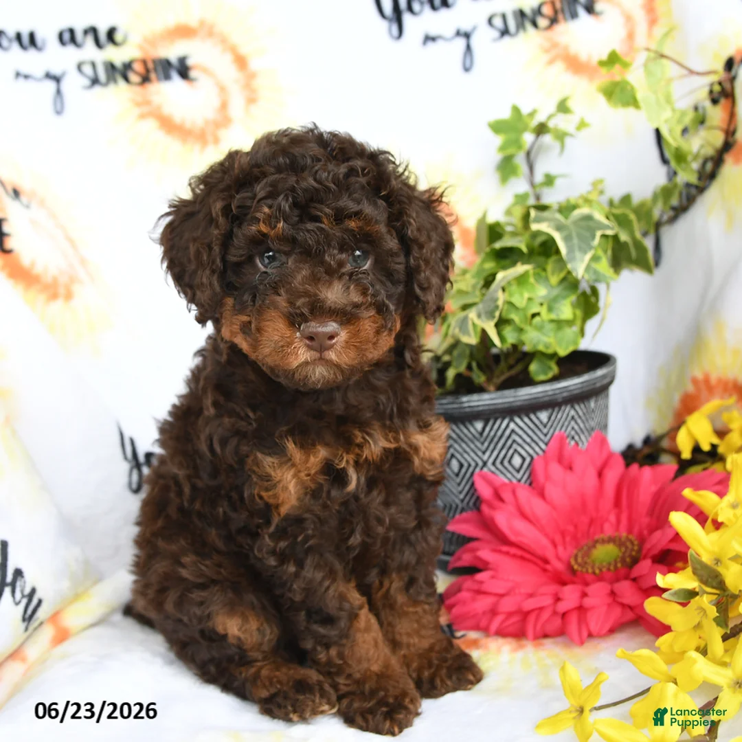 Toy Poodle dogs for sale: Hershey - Ad 1