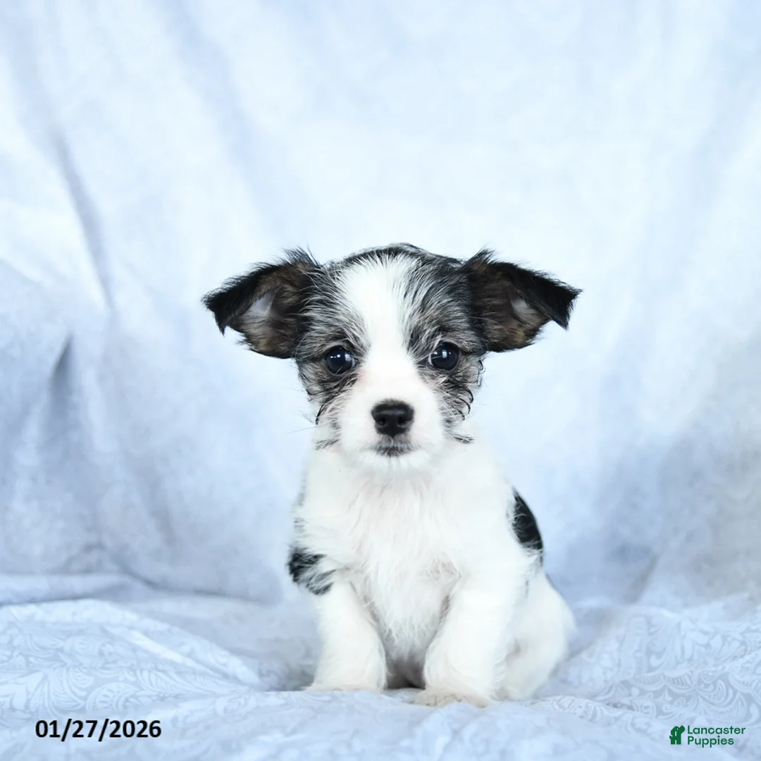 Mixed Breed dogs for sale: Milo - Ad 1