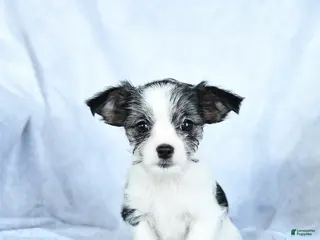 Mixed Breed dogs Milo - Ad 3