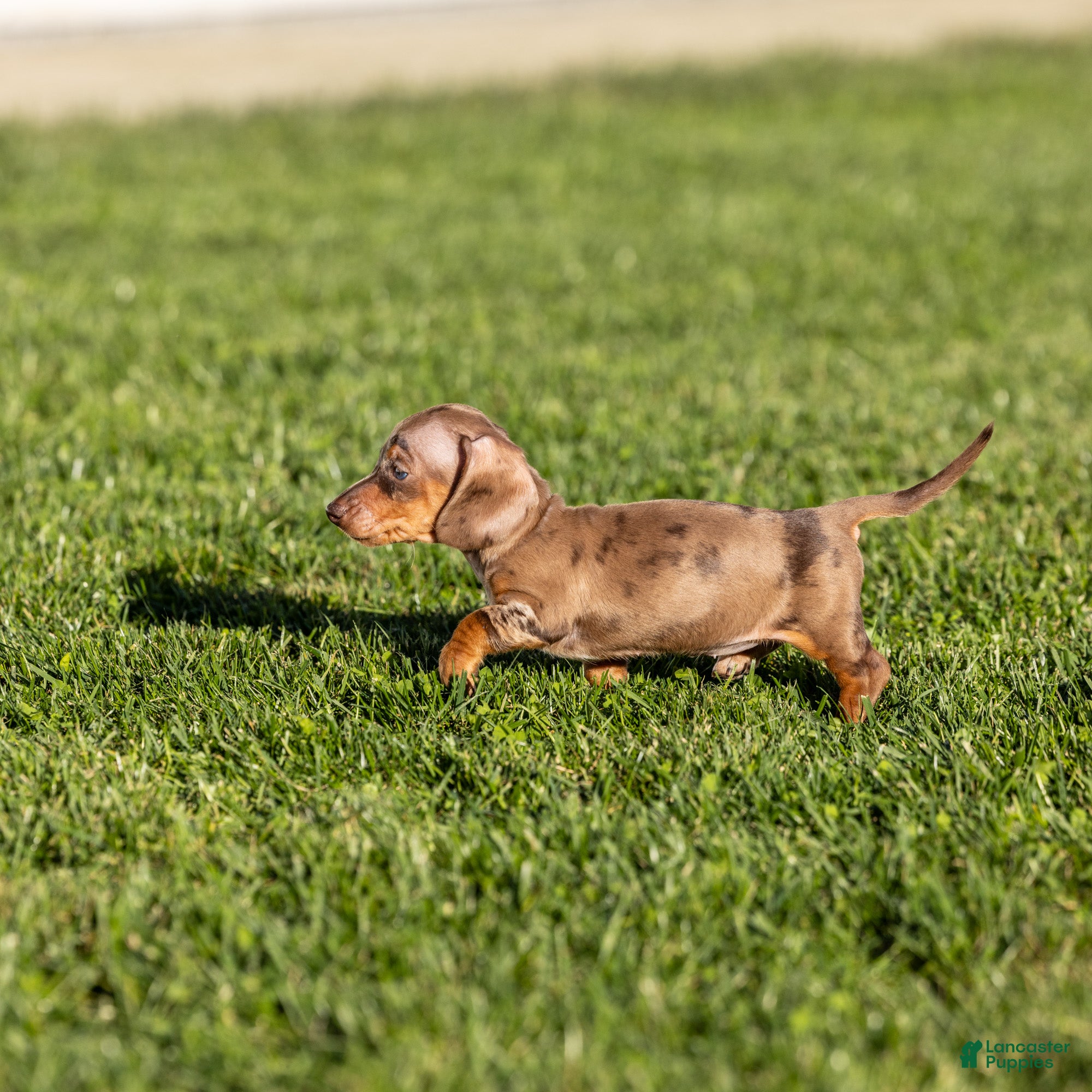 Miniature Dachshund dogs for sale: Clara - Ad 1