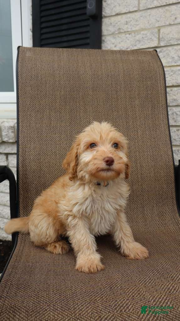 Mini Goldendoodle dogs Mini Goldendoodle Derek - Ad 30